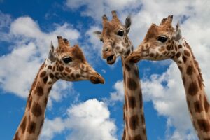 giraffes-627031_1920-300x200 giraffes-627031_1920